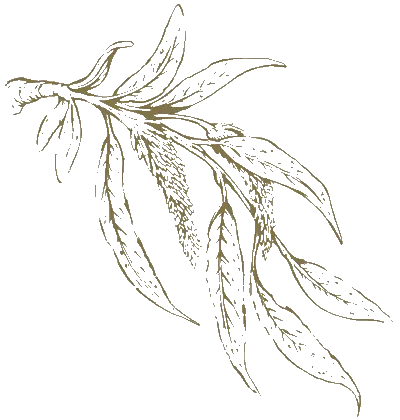 The Westin Residences